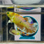 Dumbo Koi green eye - Female betta M28