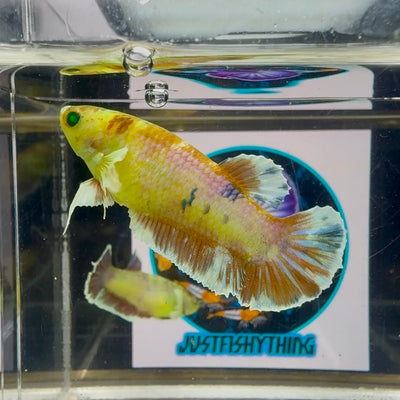 Dumbo Koi green eye - Female betta M28