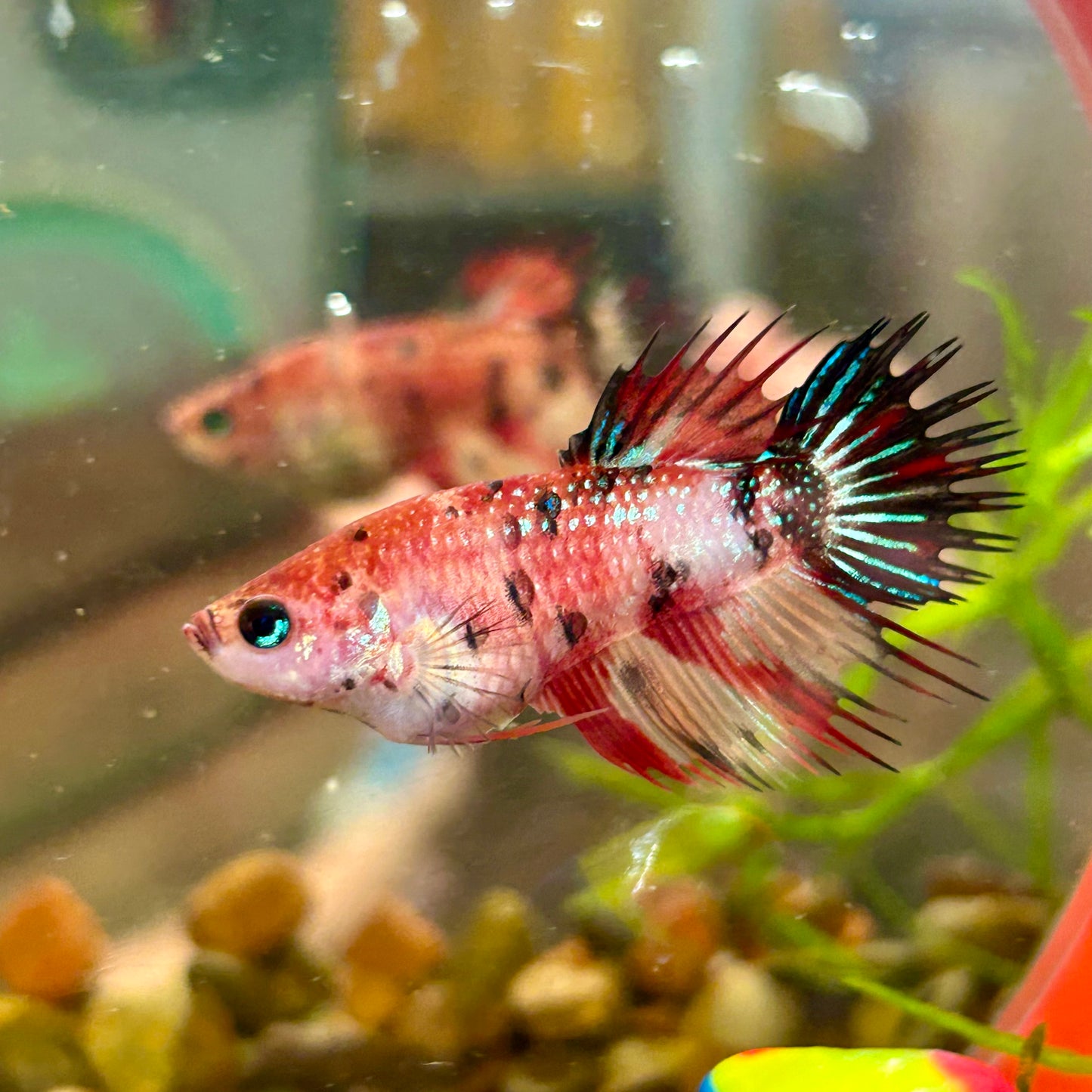 Koi Red Halfmoon Crowntail - Female Betta 084