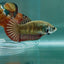 Plakat Alien Samurai Female Betta #Au84