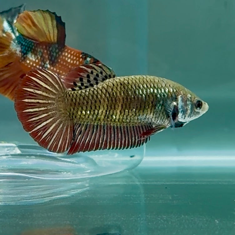 Plakat Alien Samurai Female Betta #Au84