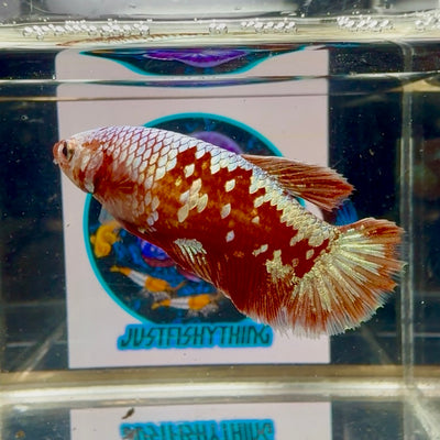 Red Gold Galaxy Plakat - Female betta M24