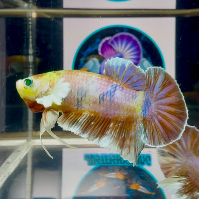 Dumbo Koi green eye- Male Betta M47