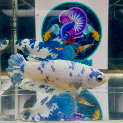 Marble Dot Plakat - Female betta M19