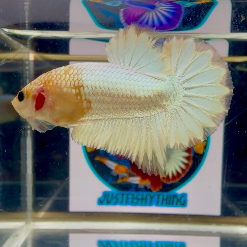Special Color Star tail (Red FCCP) - Male Betta M16
