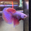Purple Pink Halfmoon - Male Betta 081