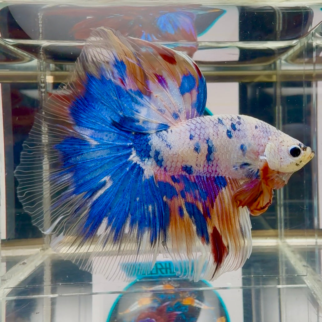 Koi Candy Multicolor Halfmoon - Male Betta M45