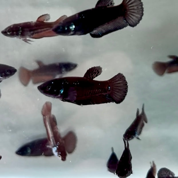 Baby Betta Samurai