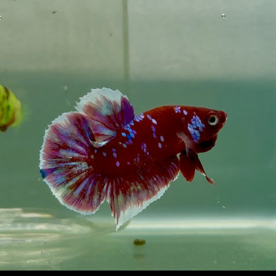 Plakat Red Gold Galaxy Male Betta #Jul26