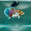 Plakat Dumbo Koi Multicolor Green Eye - Male Betta #Au55