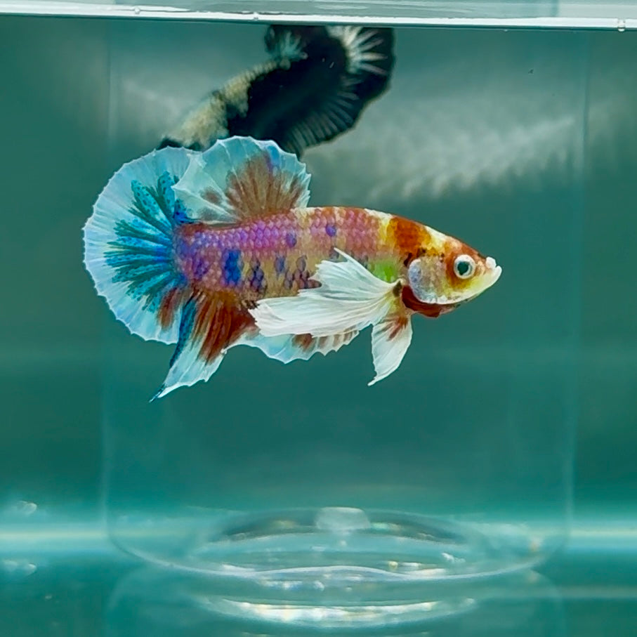 Plakat Dumbo Koi Multicolor Green Eye - Male Betta #Au55