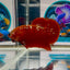 Red Gold Stardust 3 month old(with white light) Plakat - Male Betta M04