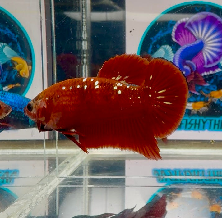 Red Gold Stardust 3 month old(with white light) Plakat - Male Betta M04