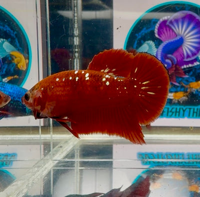 Red Gold Stardust 3 month old(with white light) Plakat - Male Betta M04