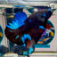 Avatar Stardust Plakat - Male Betta A02