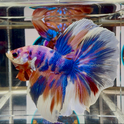 Koi Candy Multicolor Halfmoon - Male Betta M25