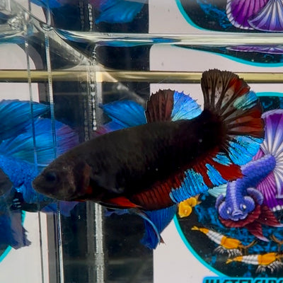 Avatar Blackblue Head Dot Plakat - Female betta M31