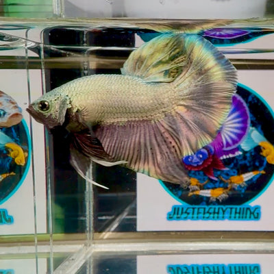 Super Copper Plakat - Male Betta M21