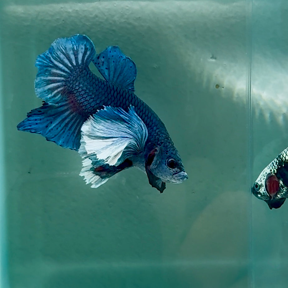 Dumbo Big Ear Blue Plakat - Male Betta #Au53