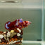 Plakat Nemo Multicolor Male Betta #J12