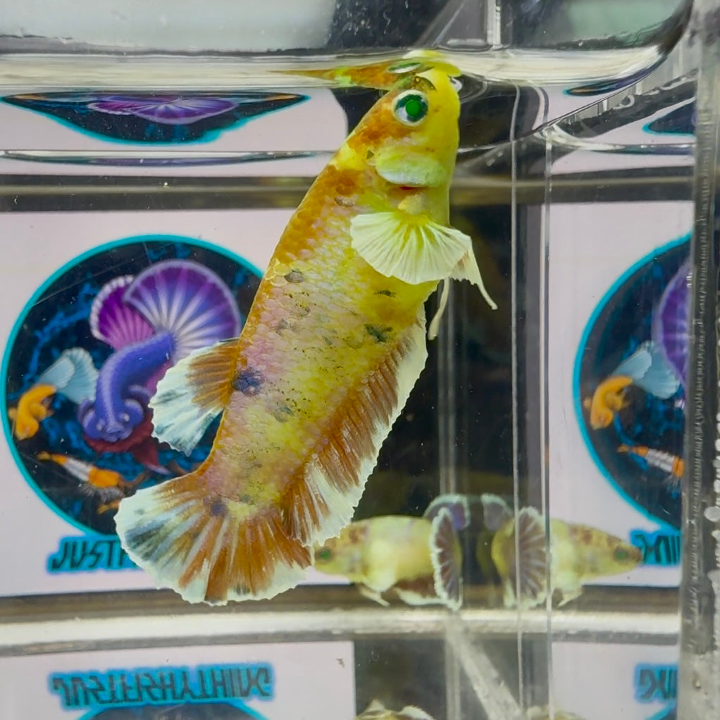 Dumbo Koi green eye - Female betta M28