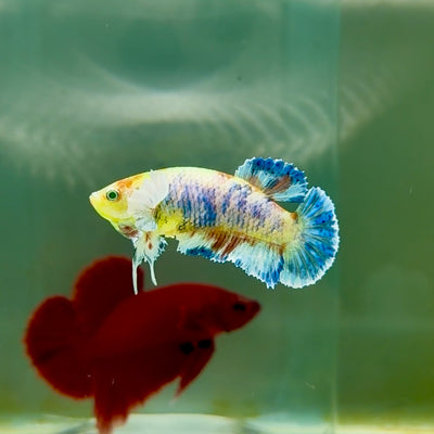 Plakat Dumbo Koi Multicolor Green Eye Female Betta #M119