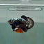 Plakat Black Samurai Male Betta #Au06