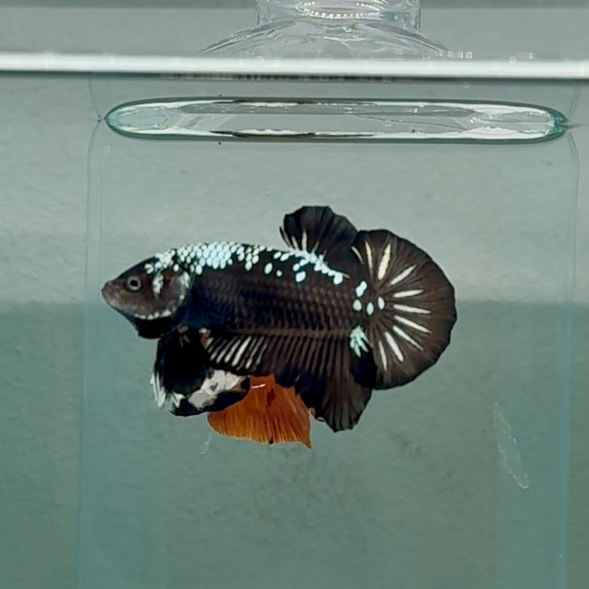 Plakat Black Samurai Male Betta #Au06