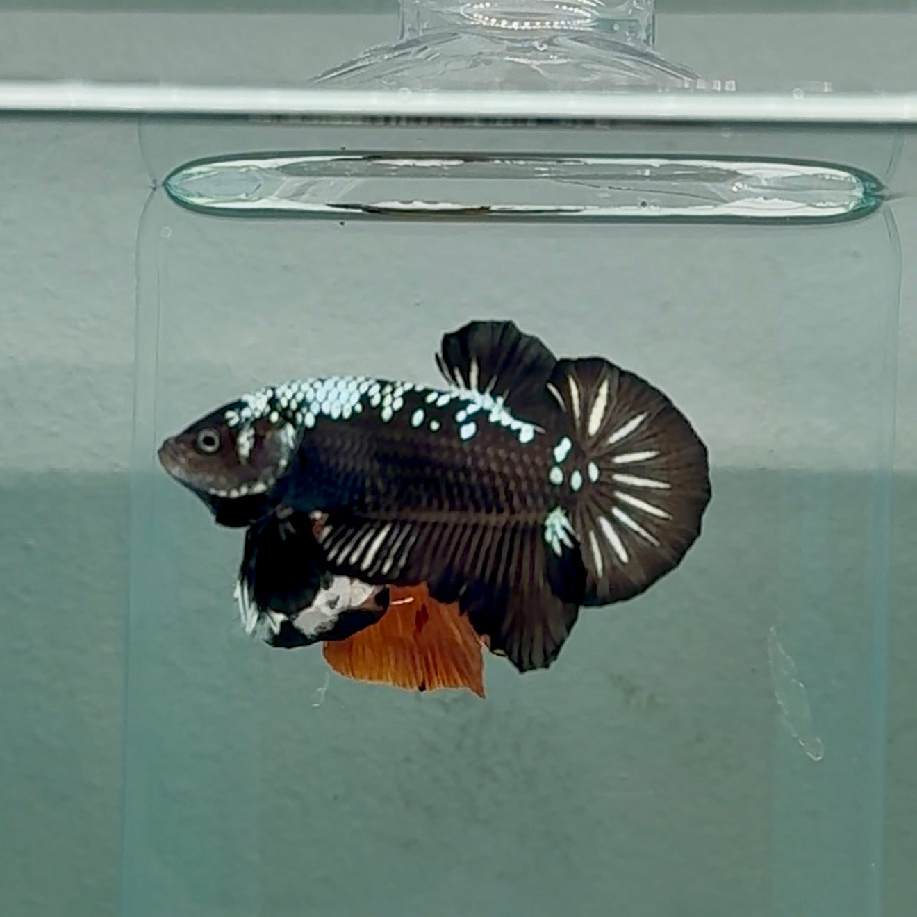 Plakat Black Samurai Male Betta #Au06