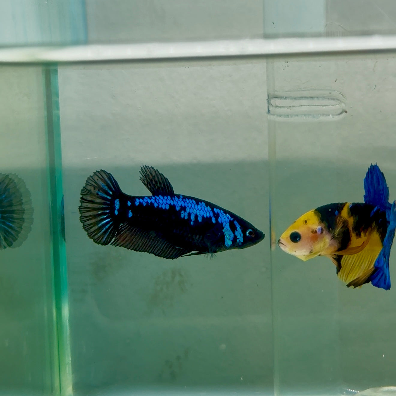 Plakat Blue Samurai Female Betta #Ju55
