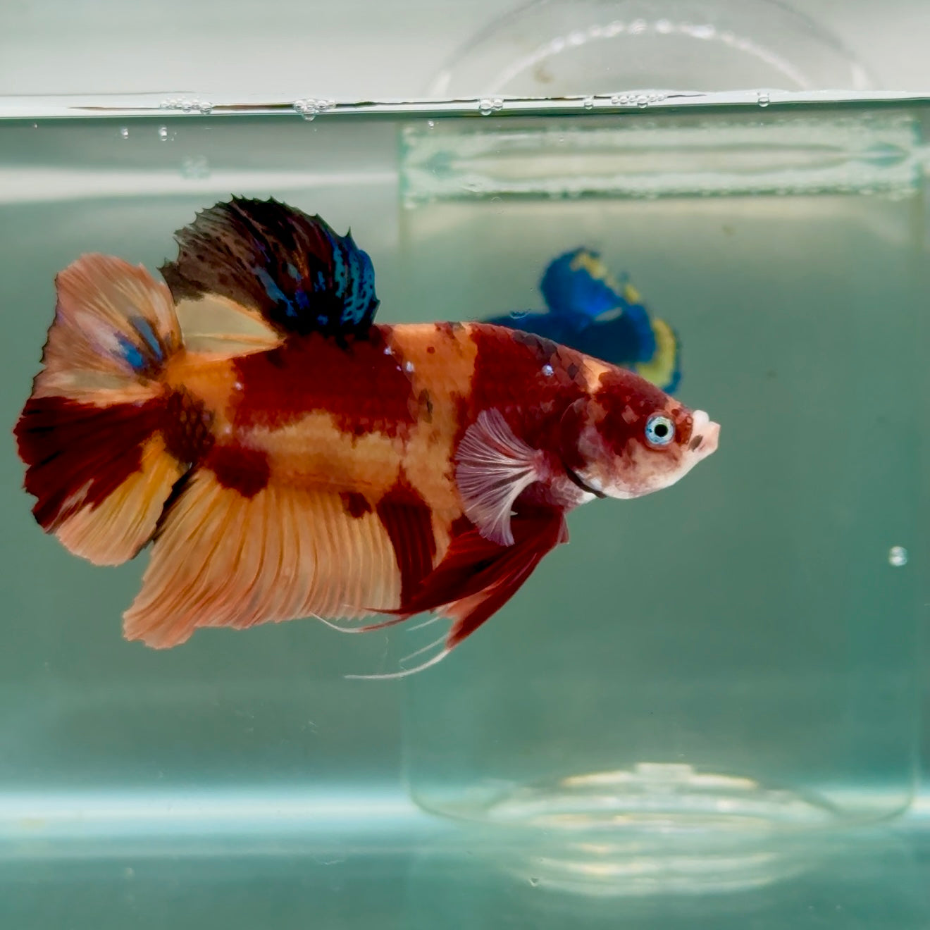 Plakat Nemo Male Betta Giant #Jul02