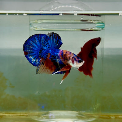 Plakat Koi Multicolor Male Betta #M129