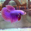Purple Pink Halfmoon - Male Betta 081