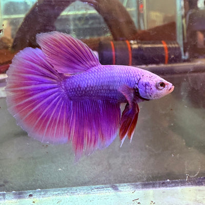Purple Pink Halfmoon - Male Betta 081
