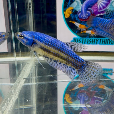 Wild Alien Blue J55 Plakat- Female Betta
