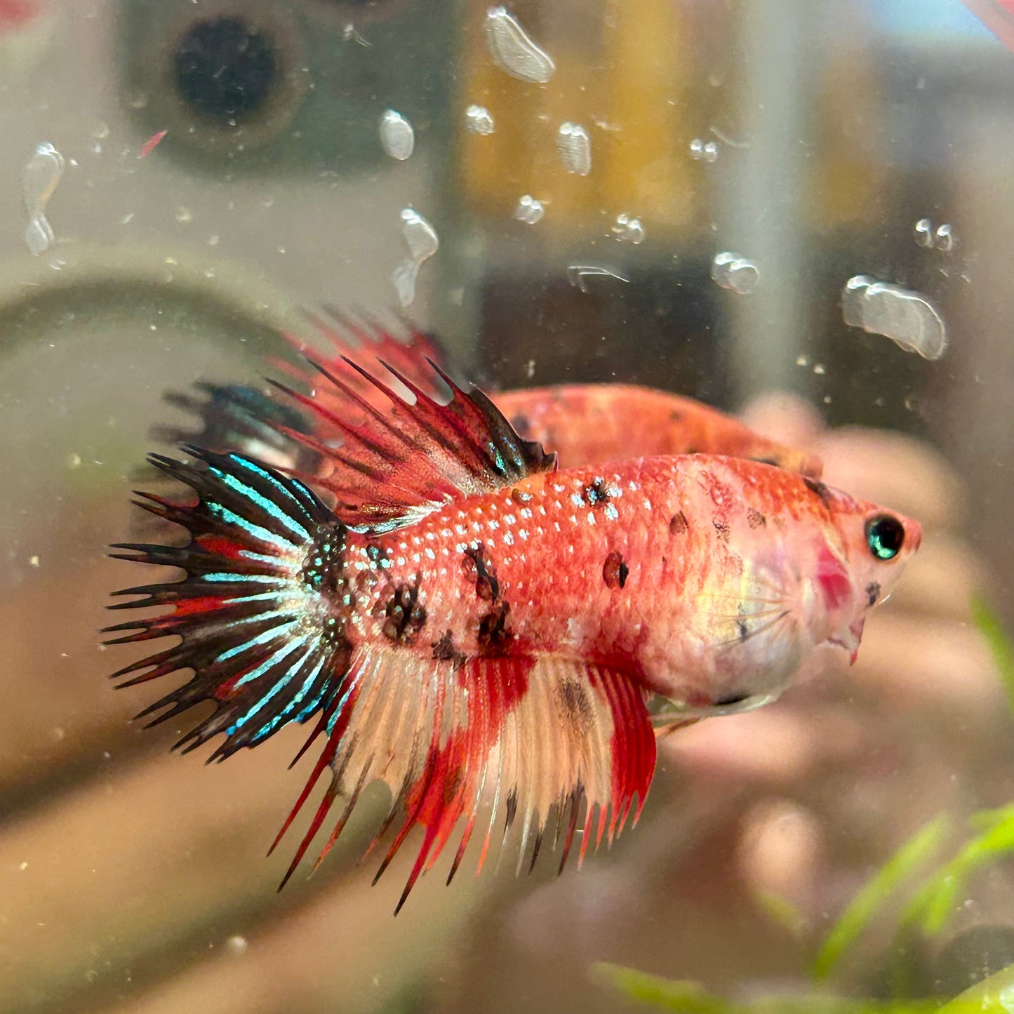 Koi Red Halfmoon Crowntail - Female Betta 084