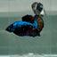 Plakat Blue Samurai Male Betta #Au43