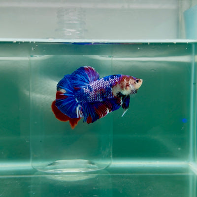 Plakat Koi Multicolor Male Betta Giant #M101