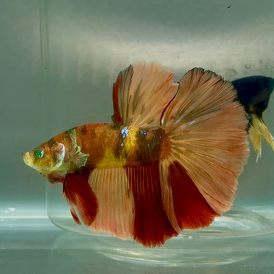 Halfmoon Nemo Green Eye Male Betta #Jul11