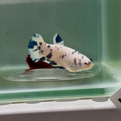 Plakat Marble Dot Female Betta #M128