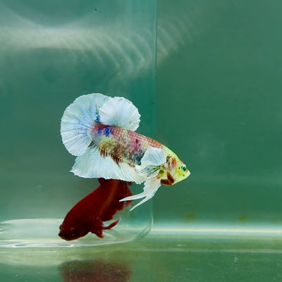 Plakat Dumbo Koi Multicolor Green Eye Male Betta #M118