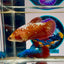 Red Gold Galaxy Plakat - Female betta M03