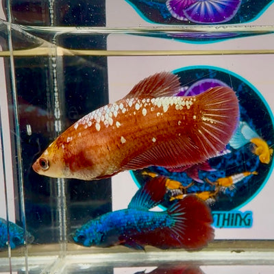 Red Gold Galaxy Plakat - Female betta M03