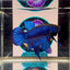 Wild Mahachai Blue - Male Betta A14