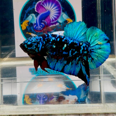 Avatar Blackblue Stardust Plakat - Male Betta M05