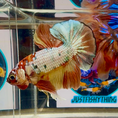 Nemo Copper - Male Betta M46
