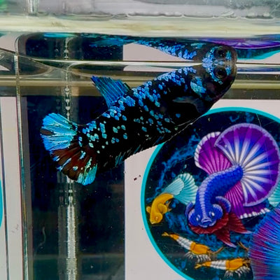 Avatar Blackblue Plakat - Female betta M09