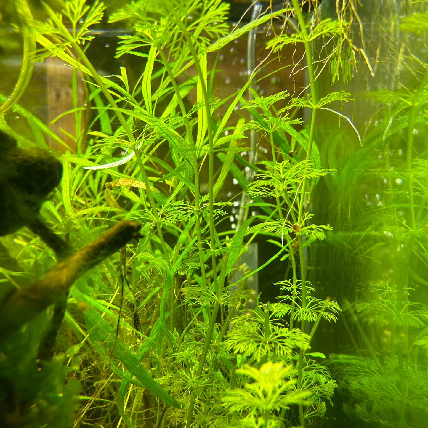 Limnophila heterophila - Background Stem Plant