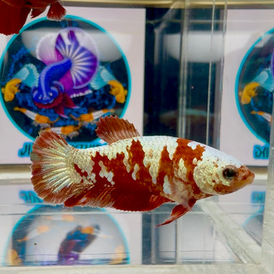 Red Gold Galaxy Plakat - Female betta M14