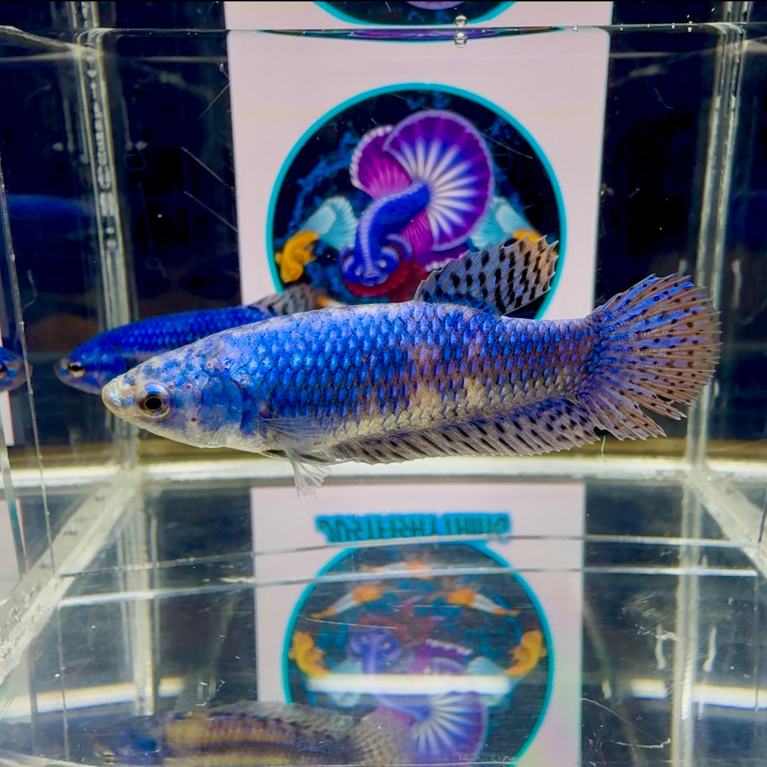Wild Alien Blue J19 Plakat- Female Betta